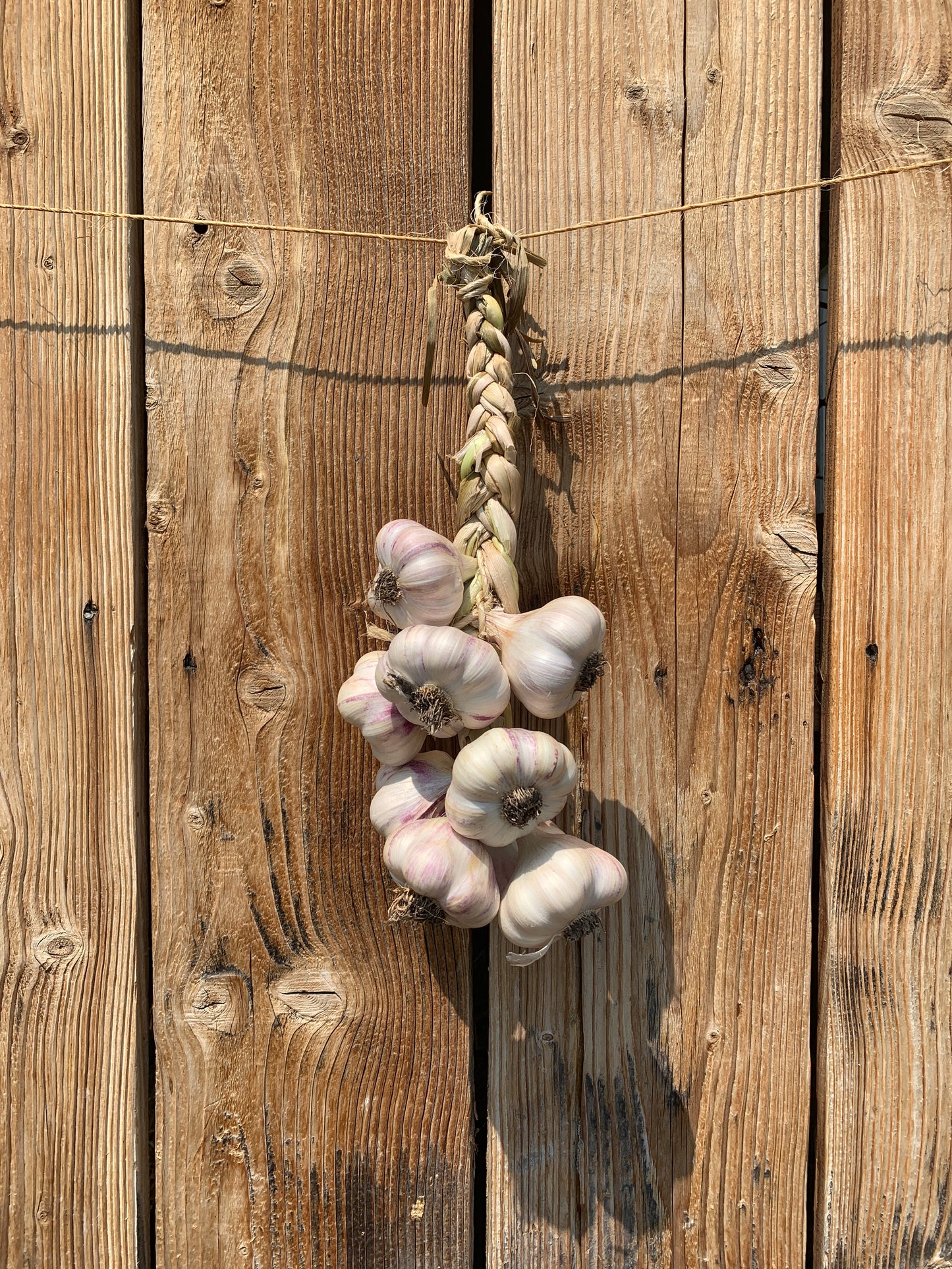 Garlic Braids