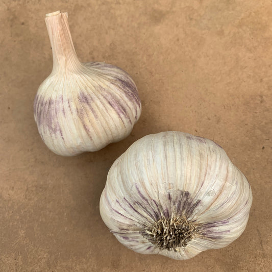 Chesnok Red Organic Seed Garlic
