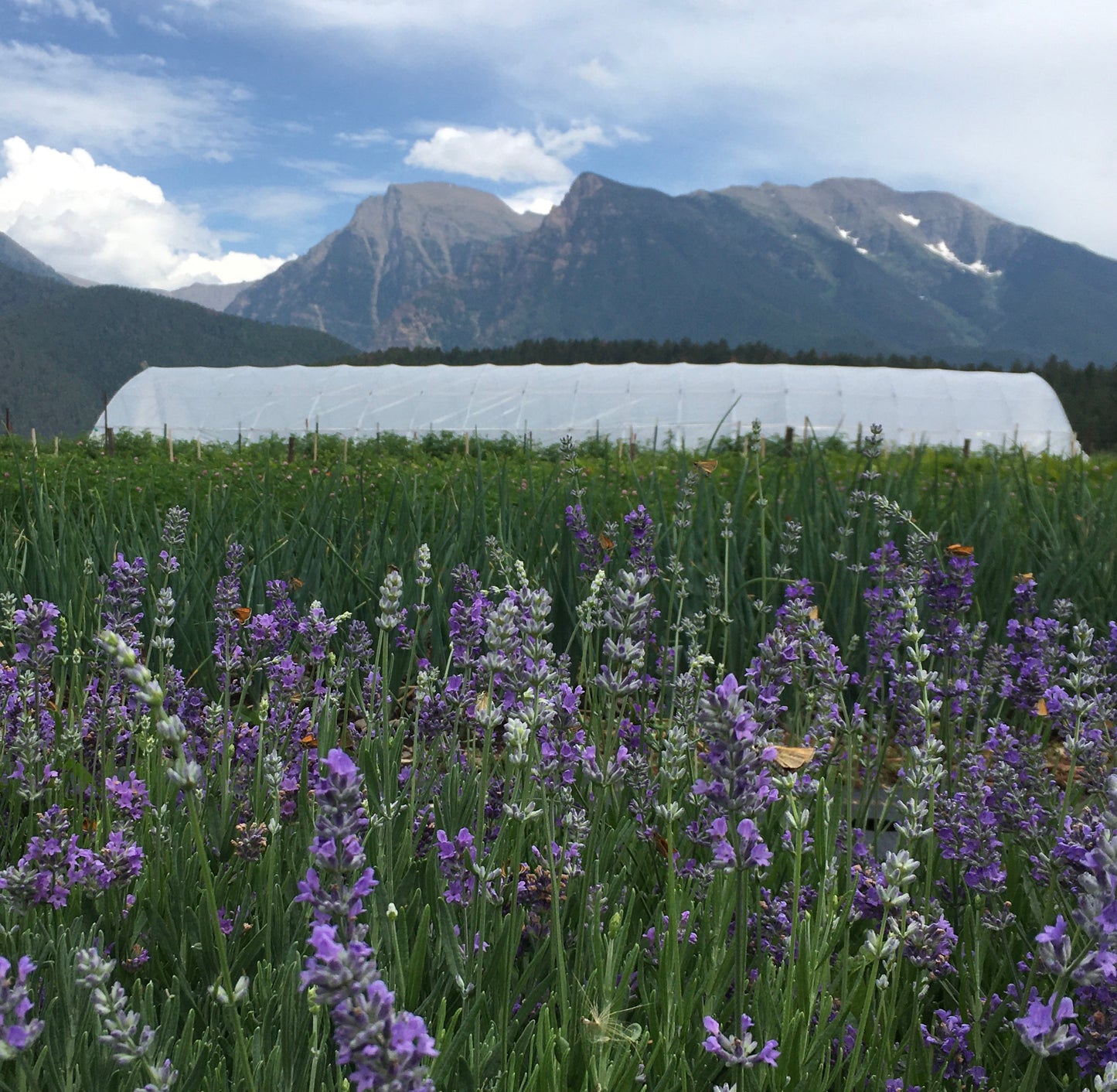 Dried lavender bundle
