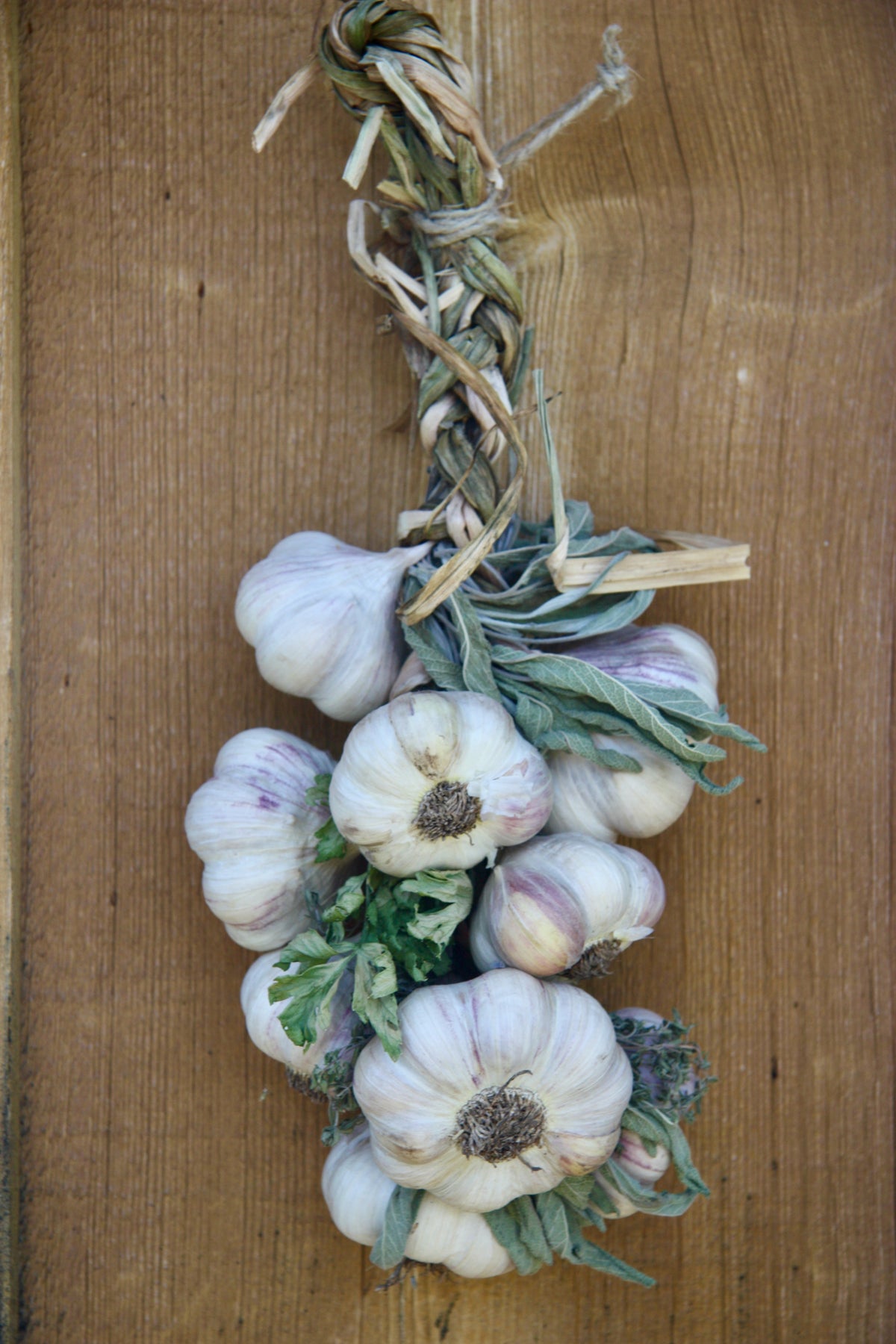 Softneck Garlic Braids (2026)