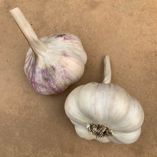 Inchelium Organic Seed Garlic