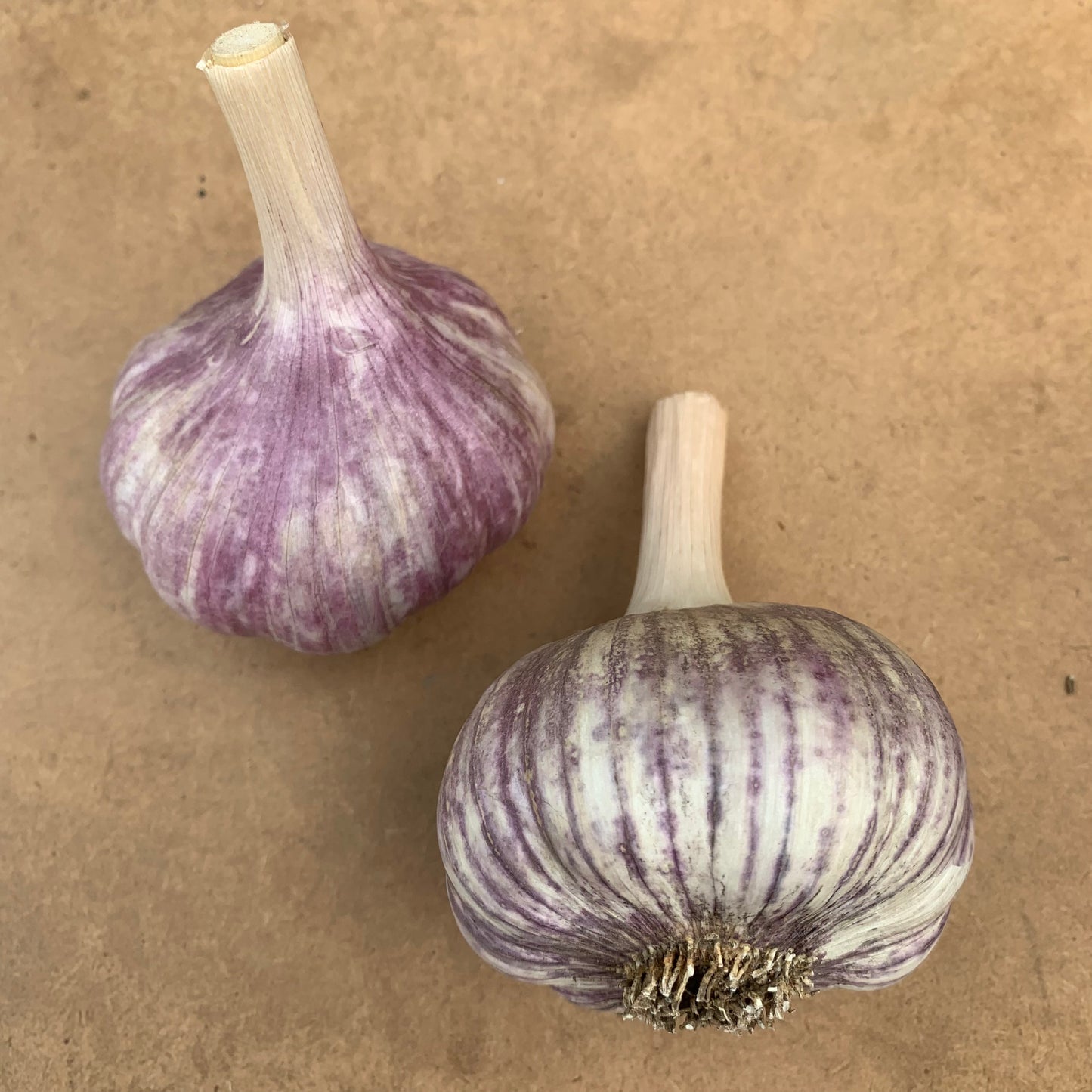 Killarney Red Organic Seed Garlic