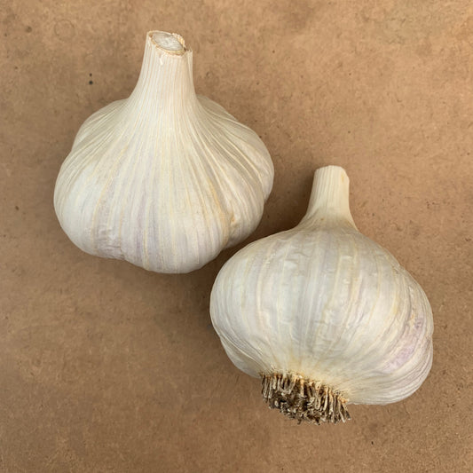 Montana Zemo Organic Garlic Seed
