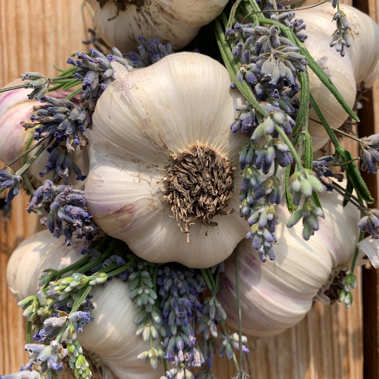Garlic Braids
