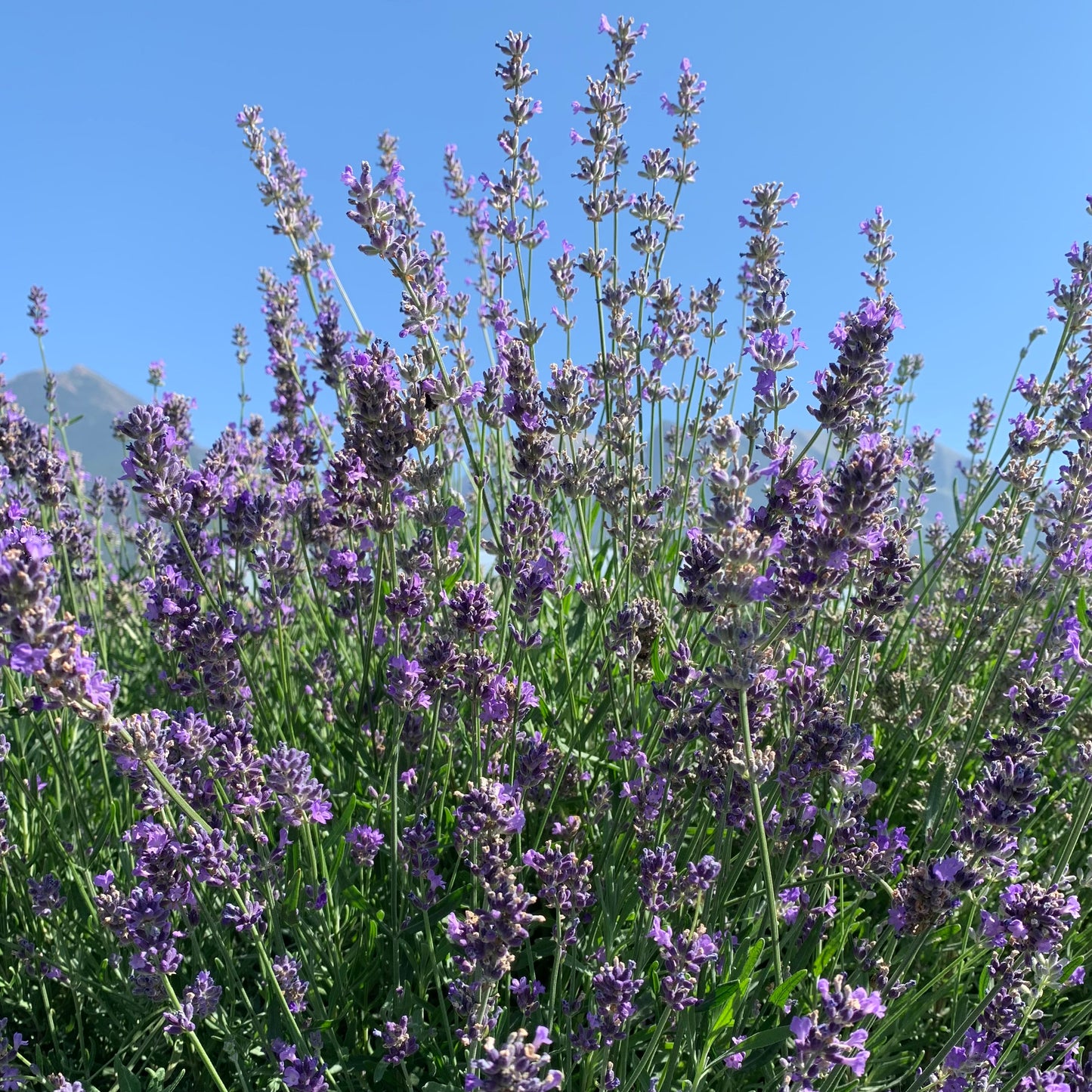 Culinary dried organic Lavender