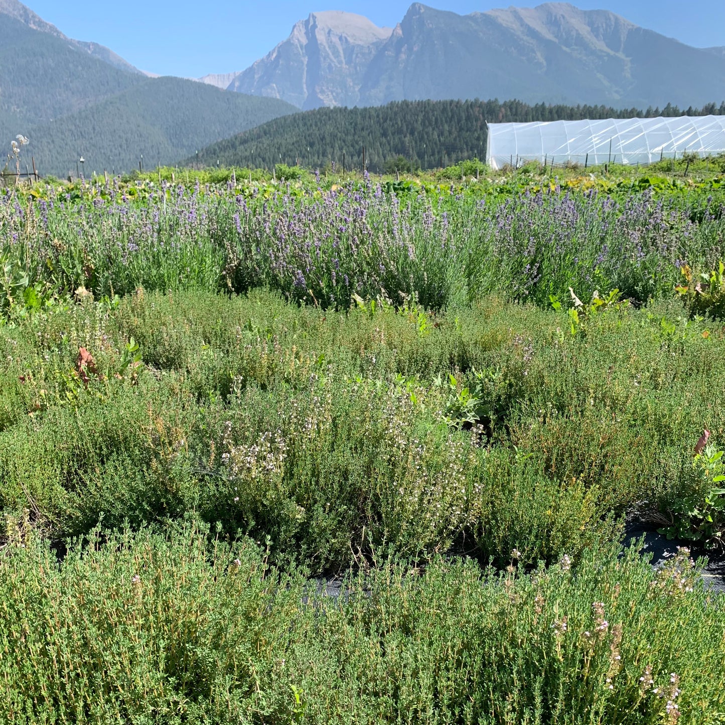 Dried Thyme
