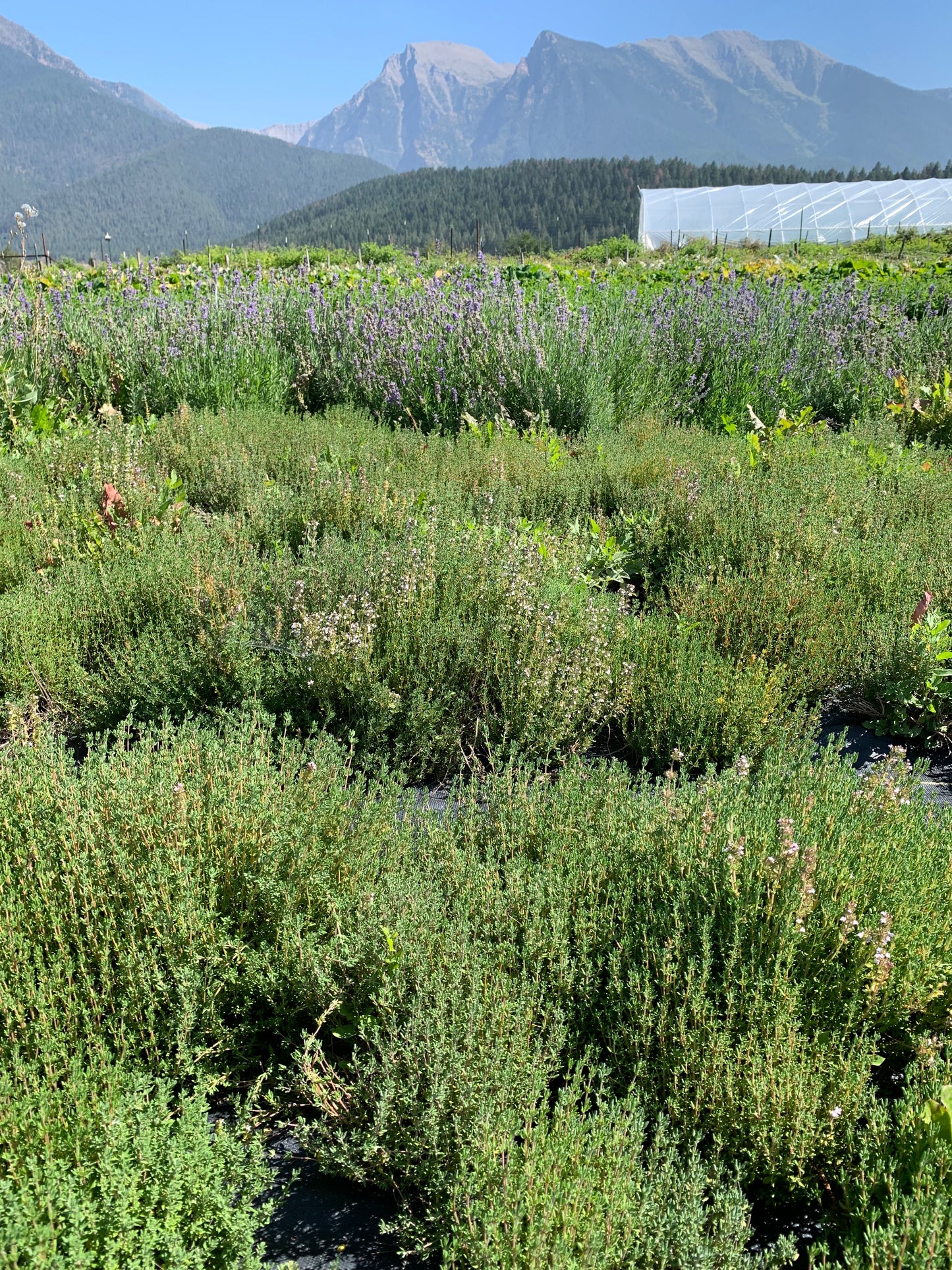 Dried Thyme