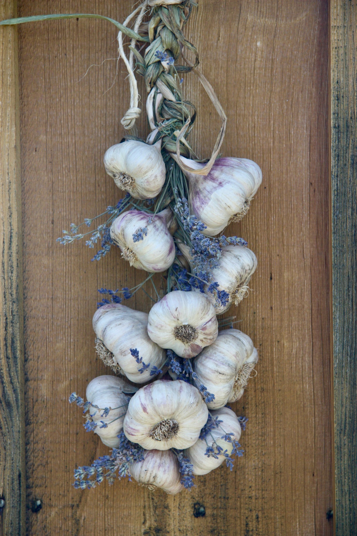 Softneck Garlic Braids (2026)