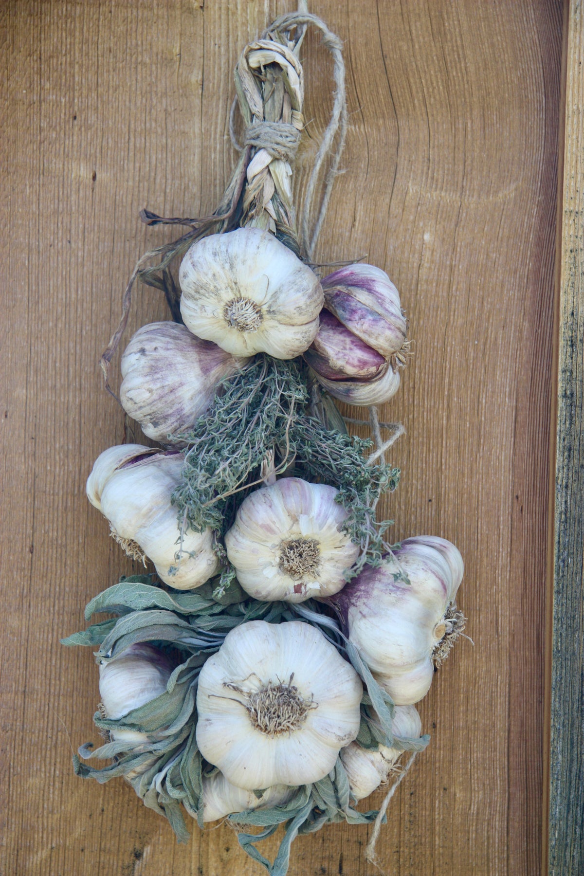 Softneck Garlic Braids (2026)