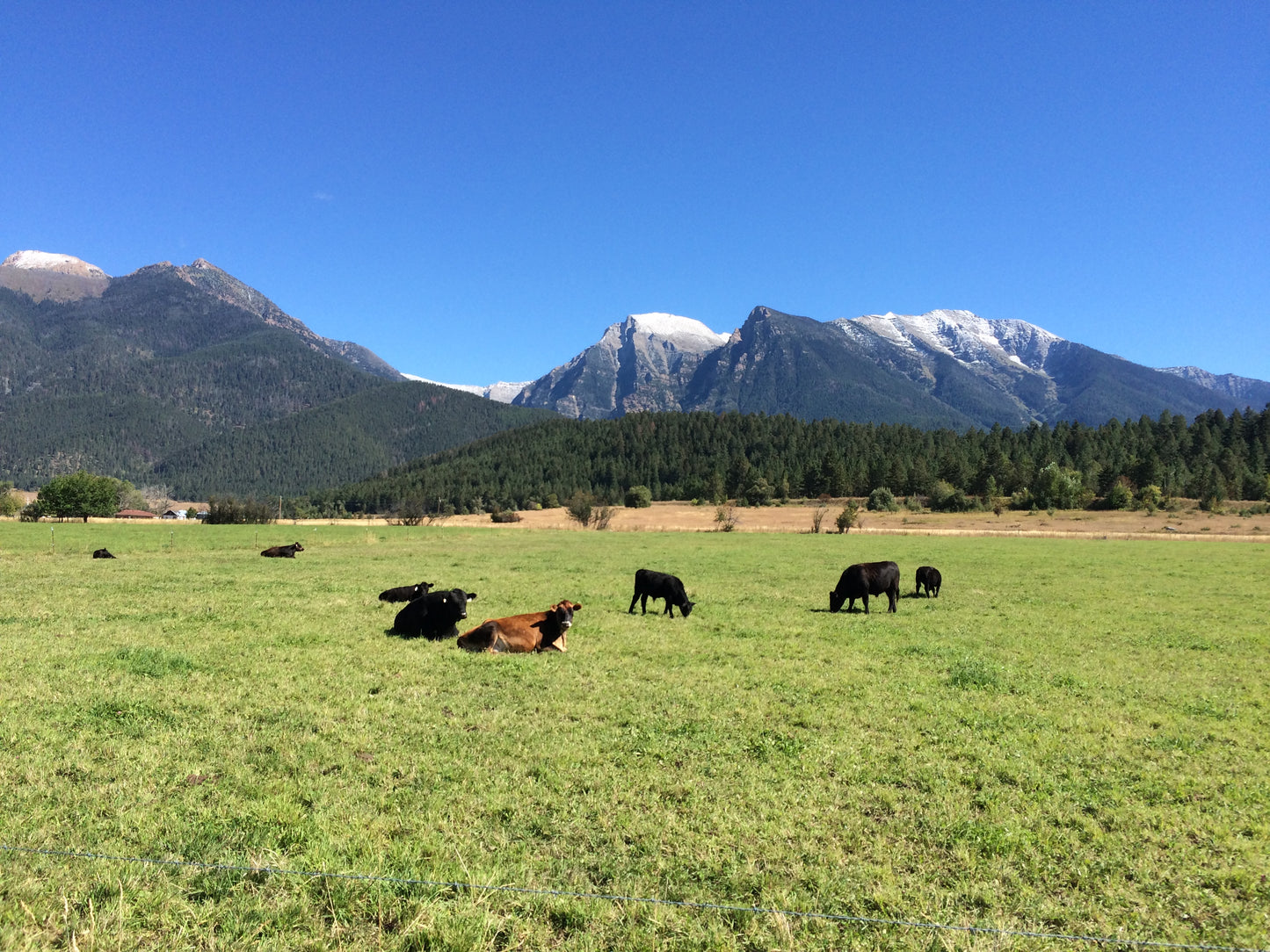 Grass-fed beef