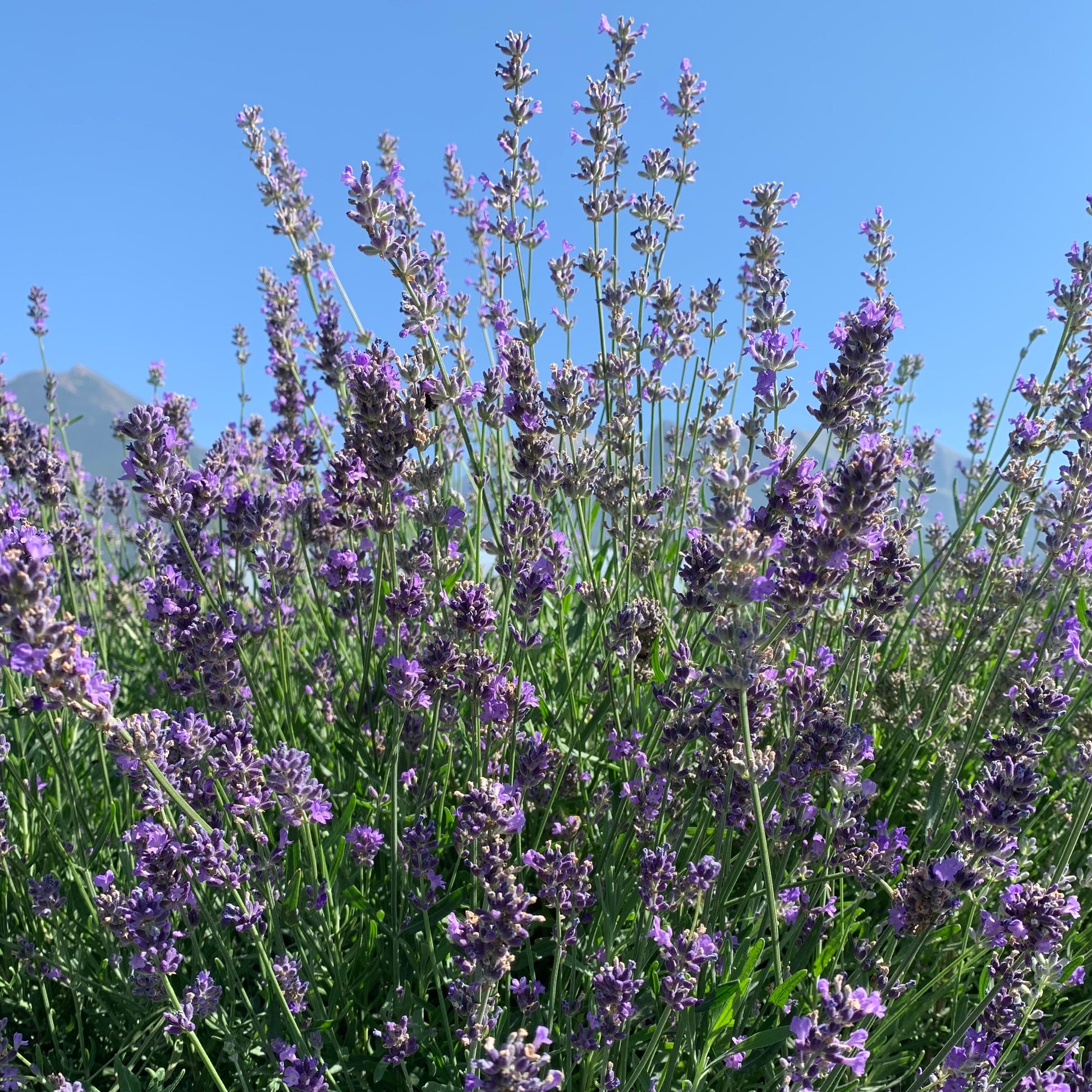 where to buy culinary lavender plants Culinary dried organic Lavender